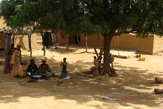 Just Neem - A Neem tree in Mauritania, West Africa