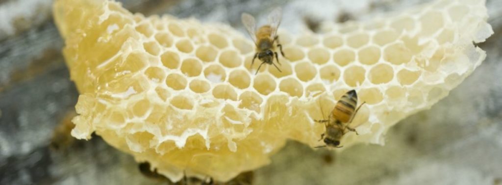 Do Women Make Better Beekeepers? – Savannah Bee Company