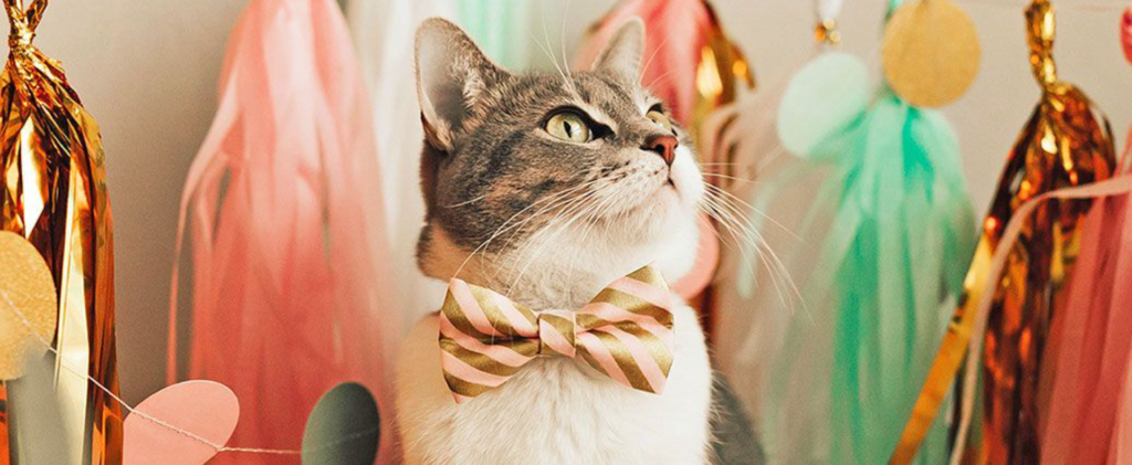 Photo of a cat with a bowtie on.