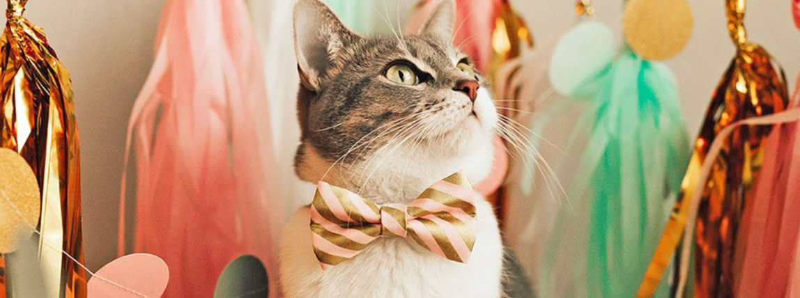 Photo of a cat with a bowtie on.
