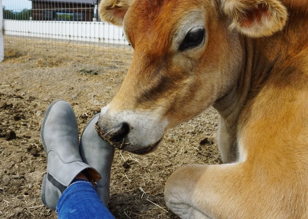 xena workwear boots shipstation