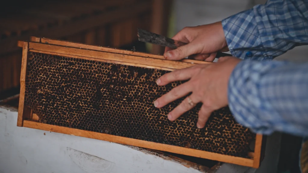 shipstation beehive